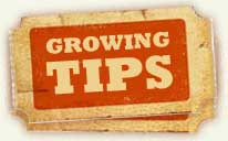 growing_tips
