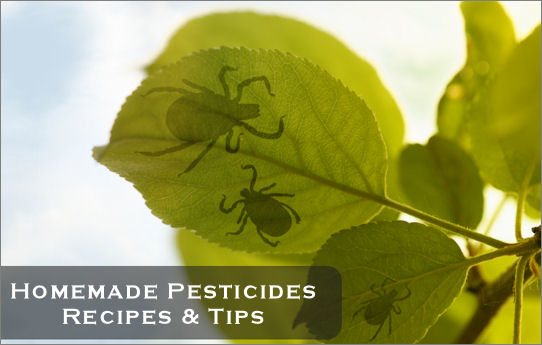 Natural Homemade Pesticides Recipes Tips Patterson Greenhouses