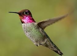 hummingbird