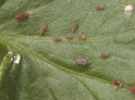 pest-control-aphids