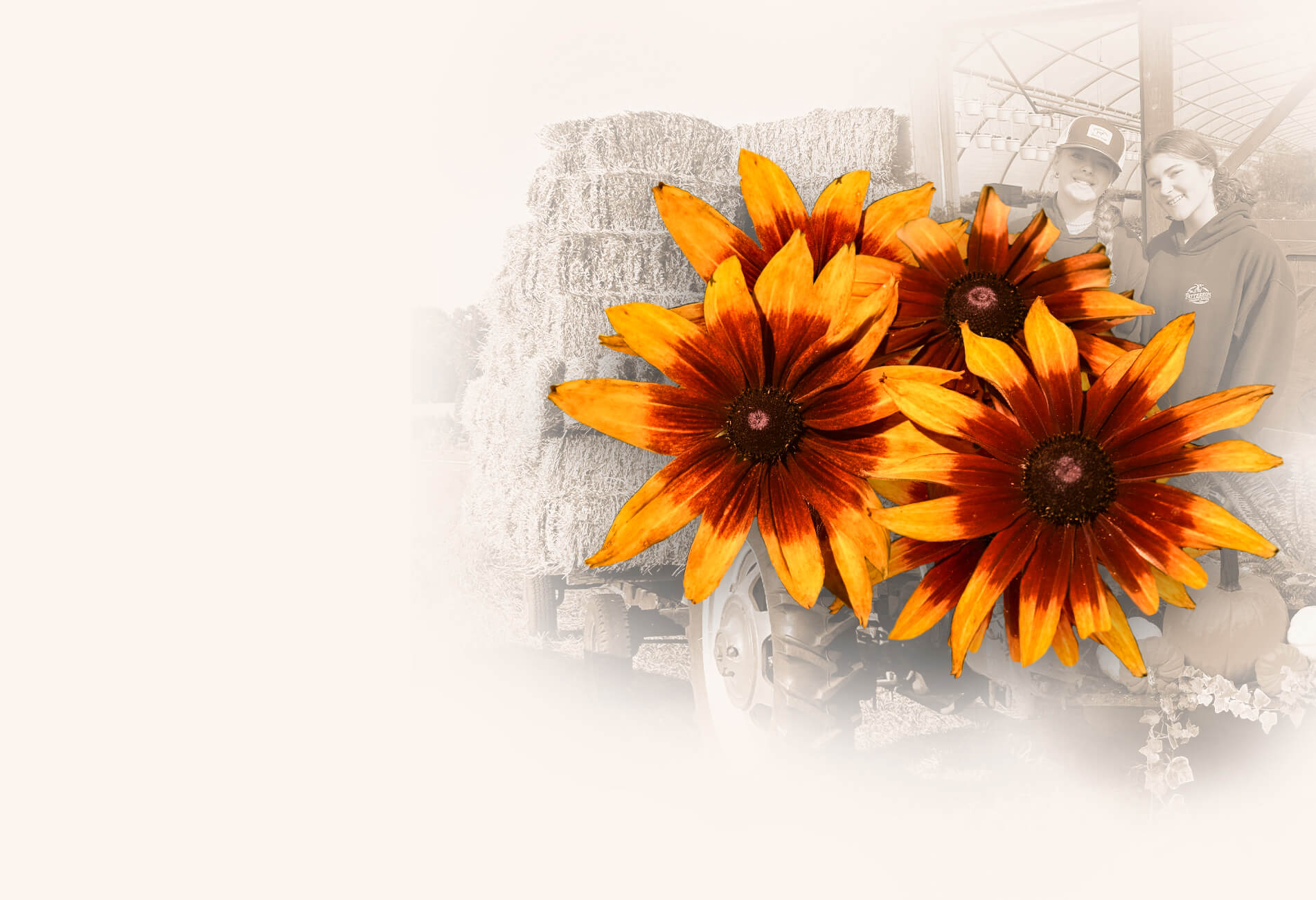 Vibrant flower arrangements