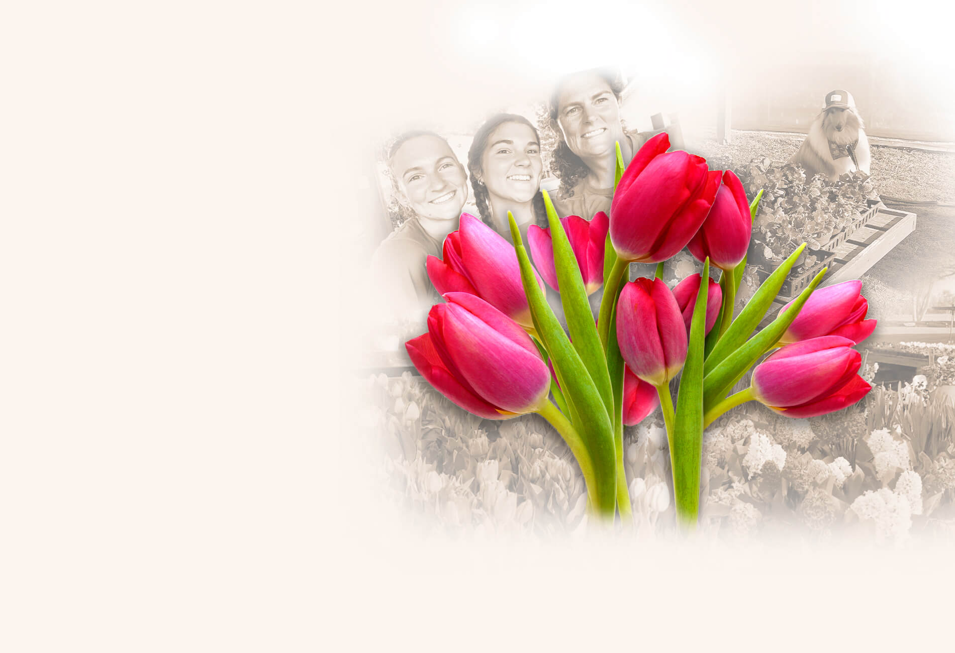 Fresh seasonal plants