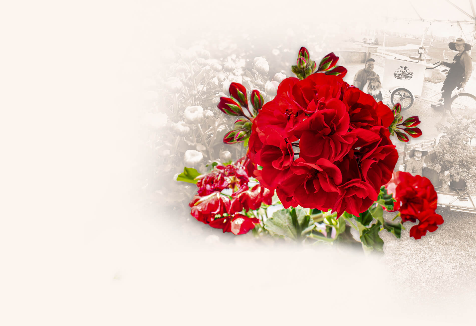 Beautiful red flowers at Patterson Greenhouses