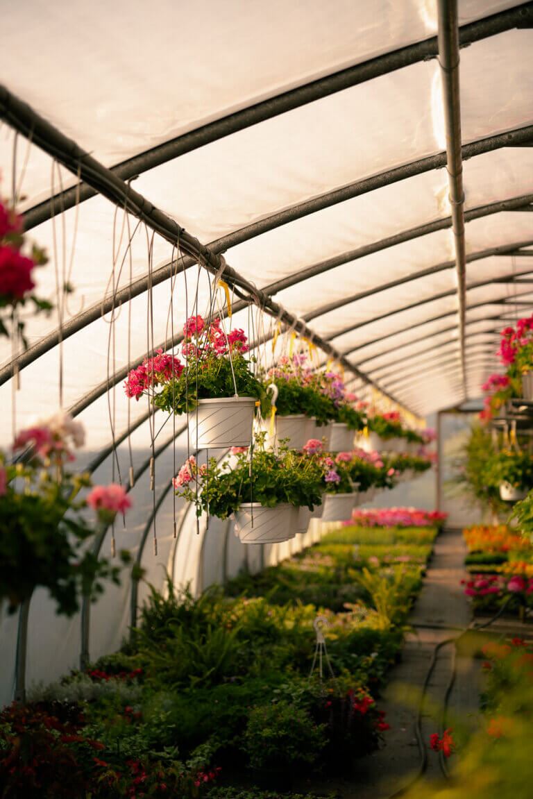 Greenhouse flowers